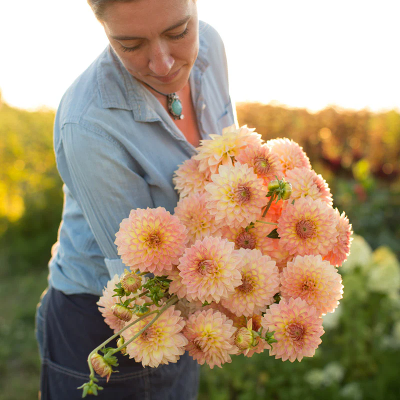 Dahlia Oreti Adele - Image 4