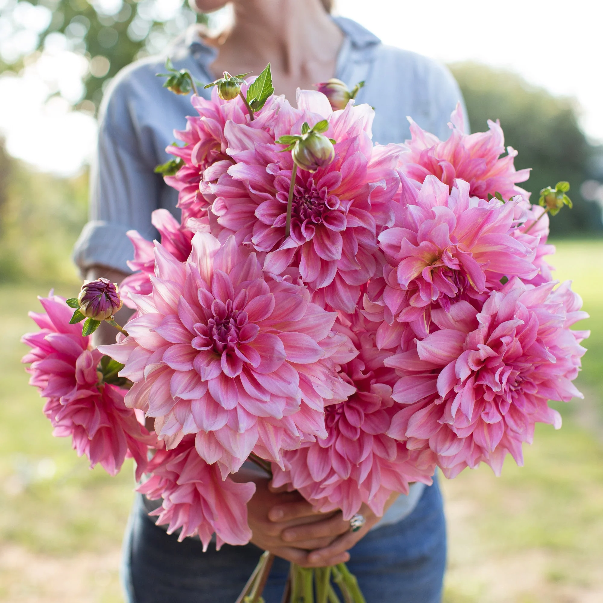 Dahlia Otto’s Thrill
