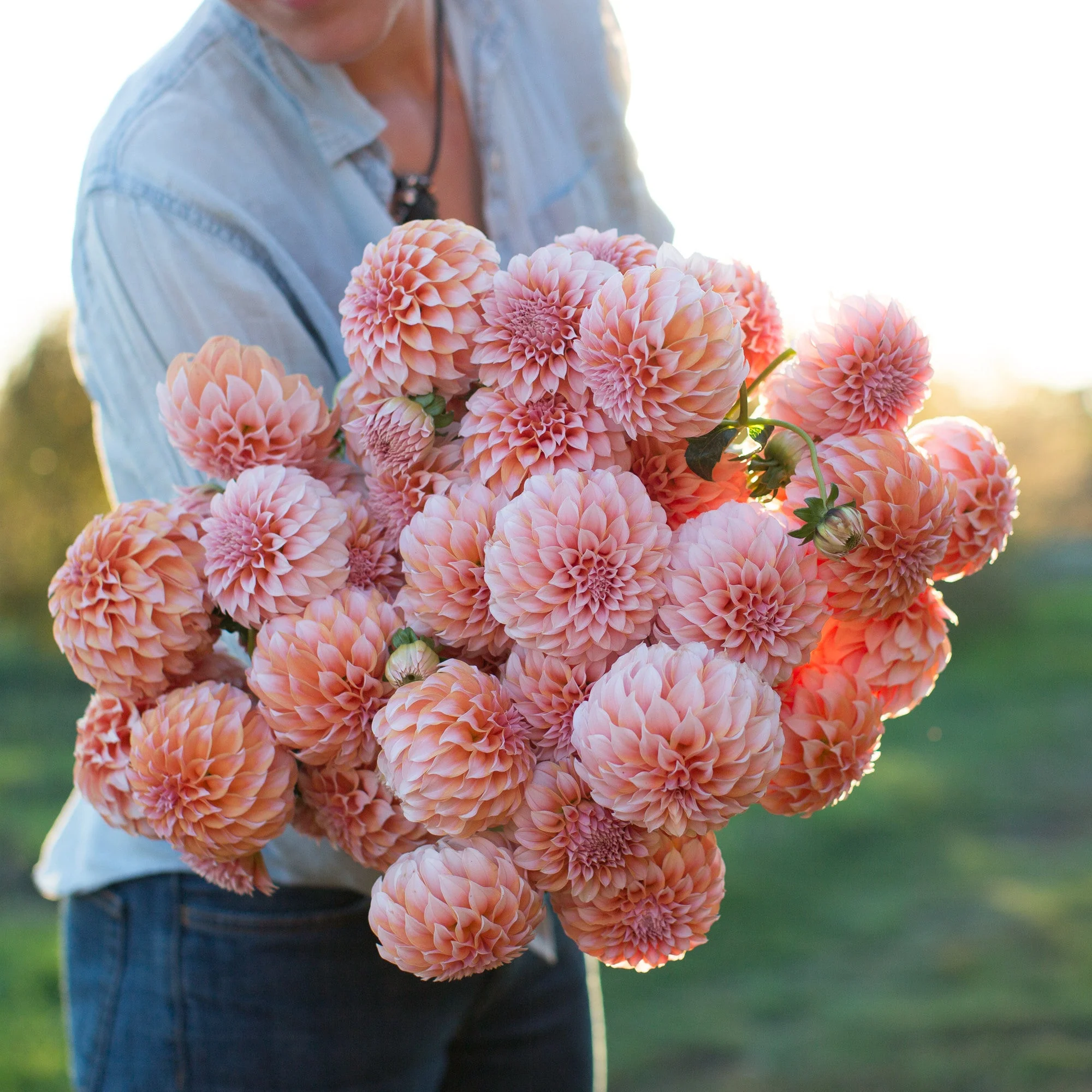 Dahlia Peaches N’ Cream