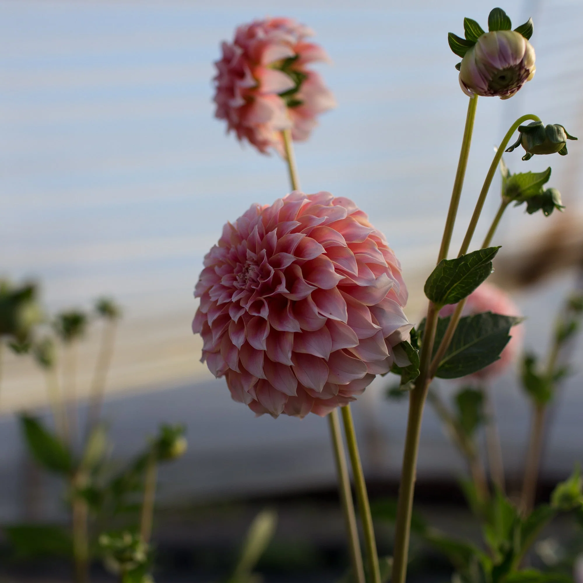 Dahlia Peaches N’ Cream - Image 2