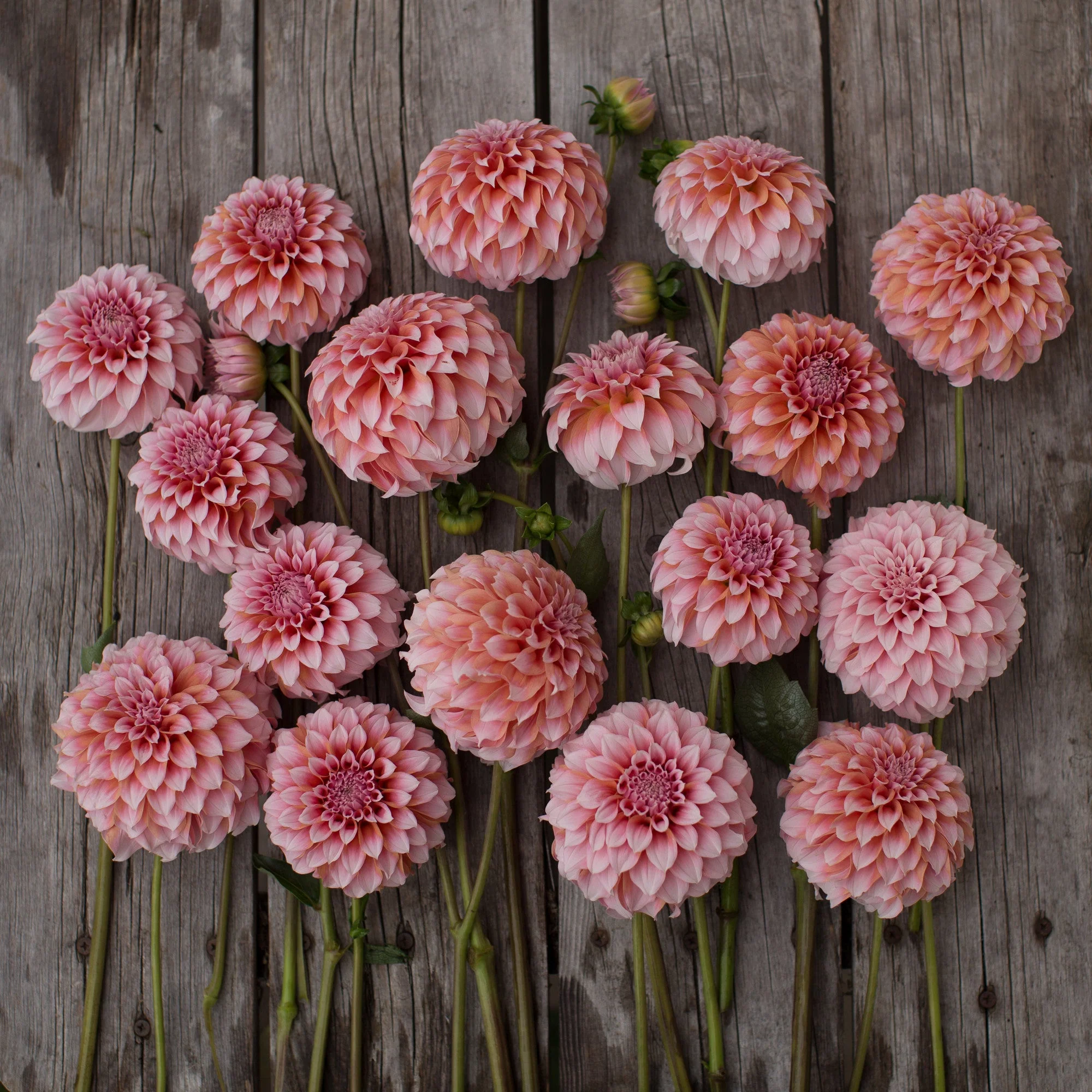 Dahlia Peaches N’ Cream - Image 3