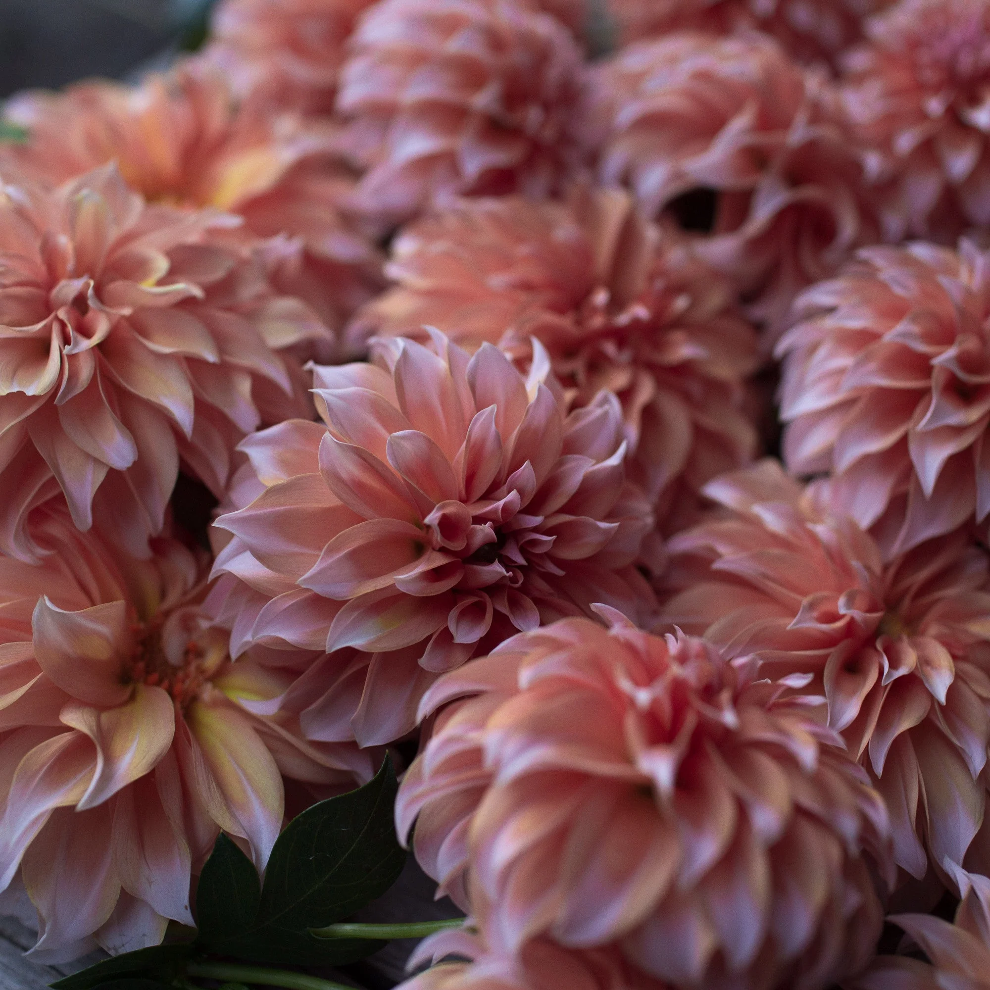Dahlia Peaches N’ Cream - Image 4