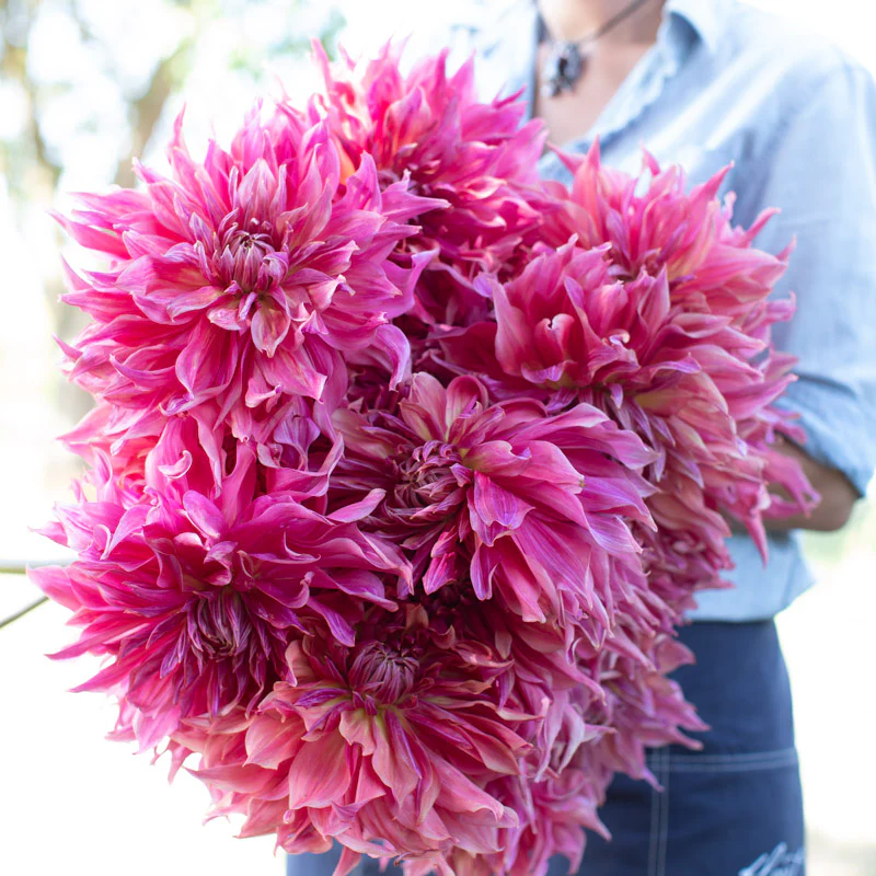 Dahlia Penhill Dark Monarch