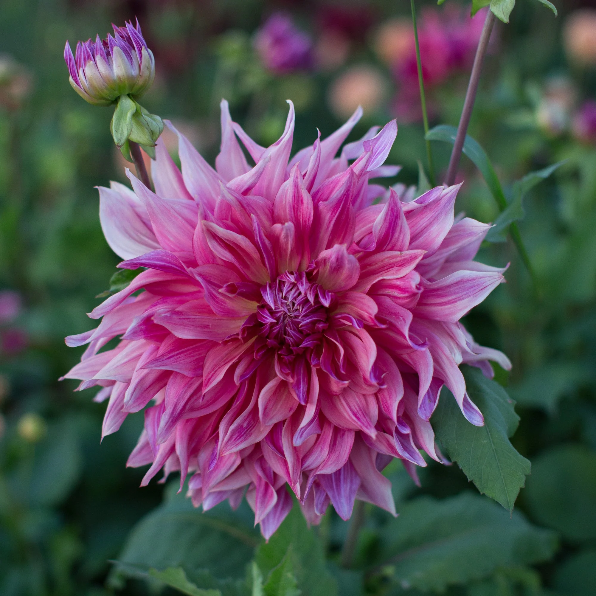 Dahlia Penhill Dark Monarch - Image 2