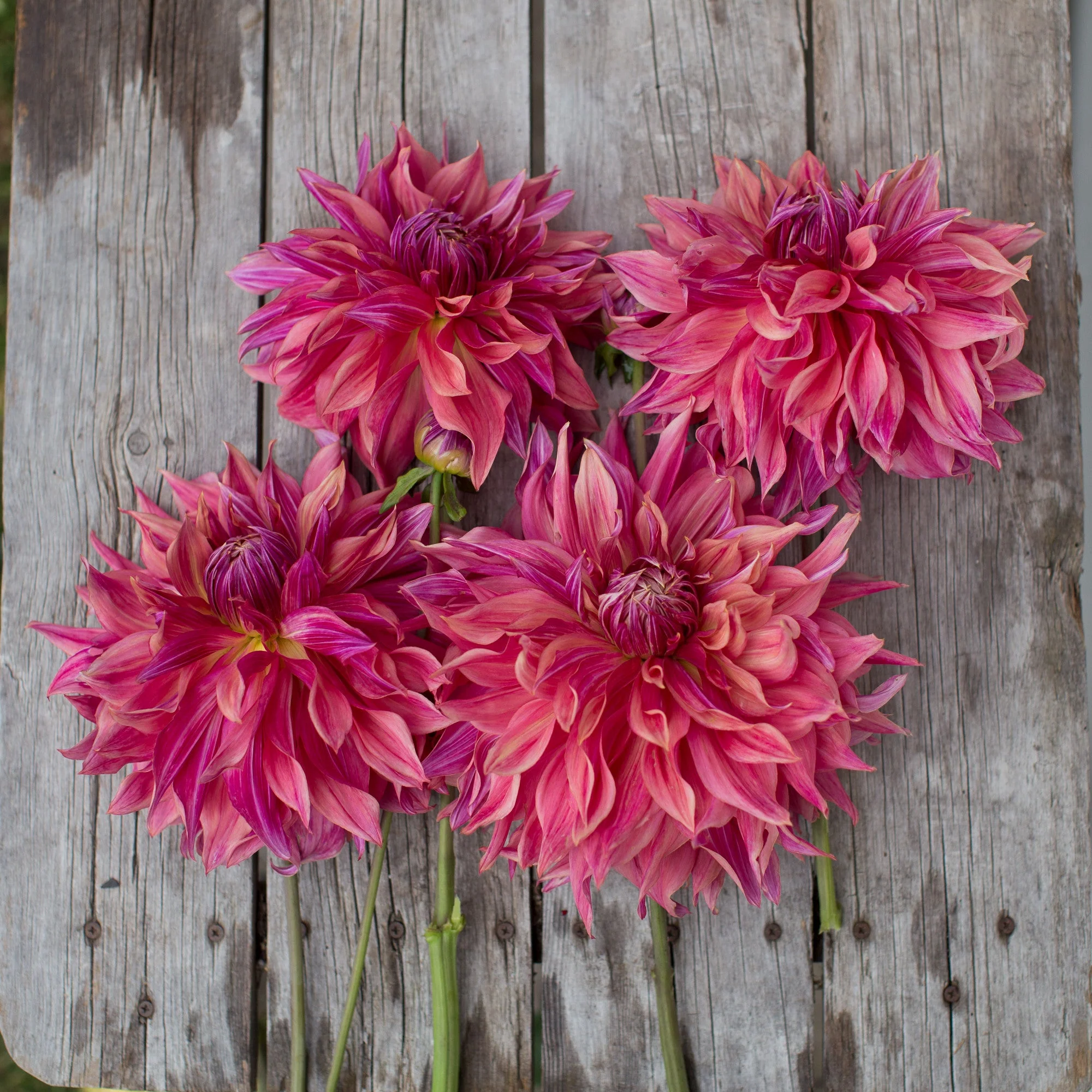 Dahlia Penhill Dark Monarch - Image 3
