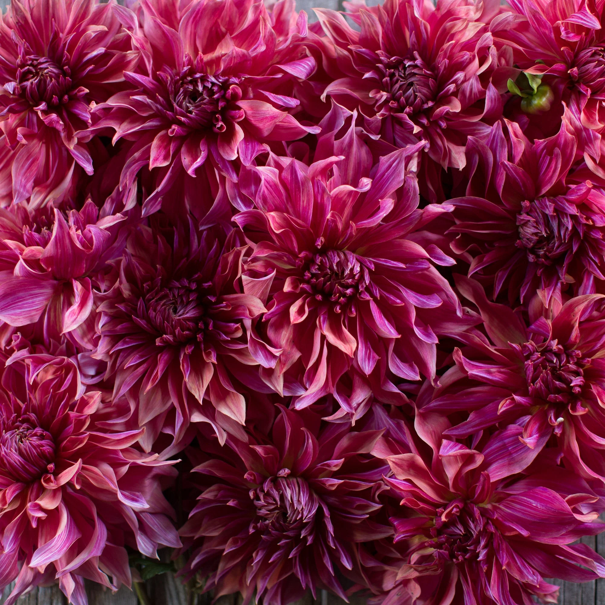 Dahlia Penhill Dark Monarch - Image 4