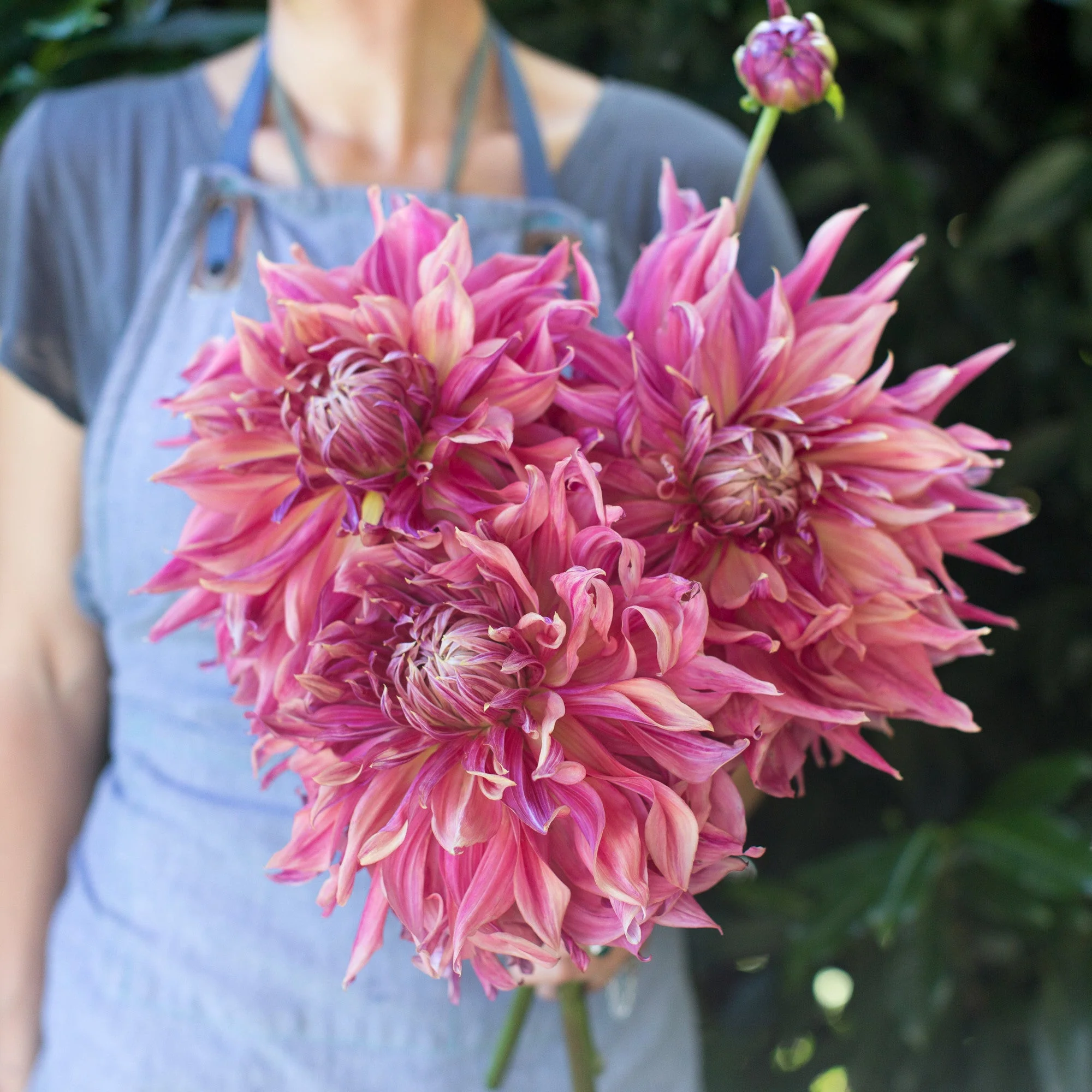 Dahlia Penhill Dark Monarch - Image 5