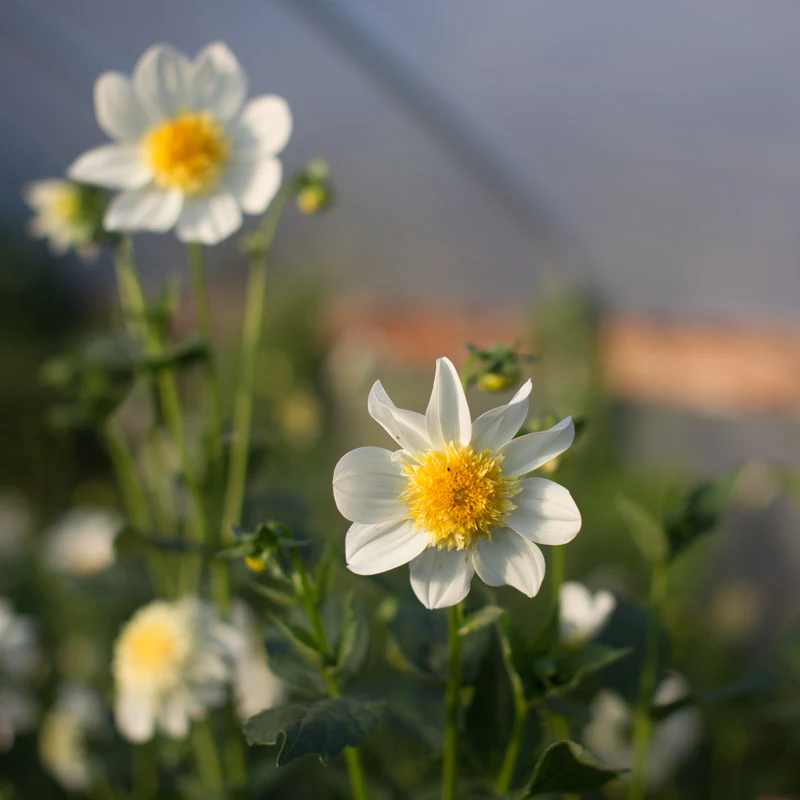 Dahlia Platinum Blonde - Image 3