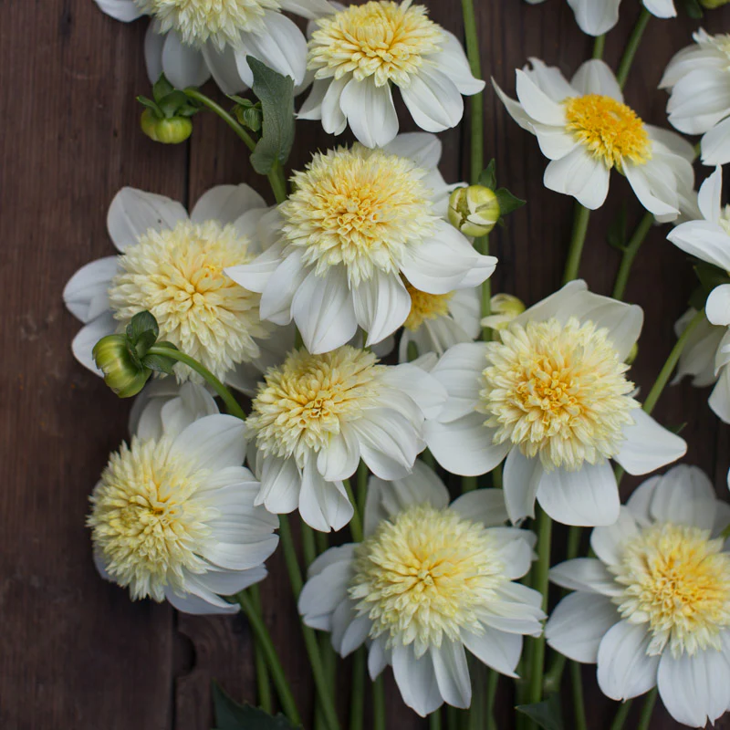 Dahlia Platinum Blonde - Image 4