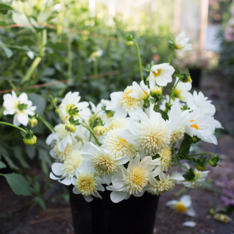 Dahlia Platinum Blonde - Image 5