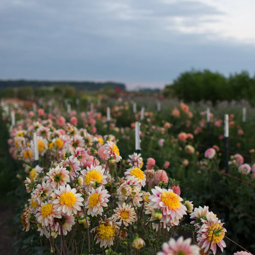 Dahlia Polka - Image 3