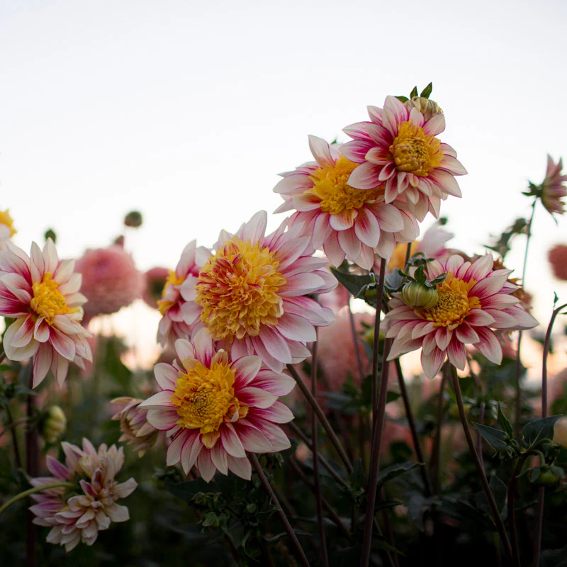 Dahlia Polka - Image 4