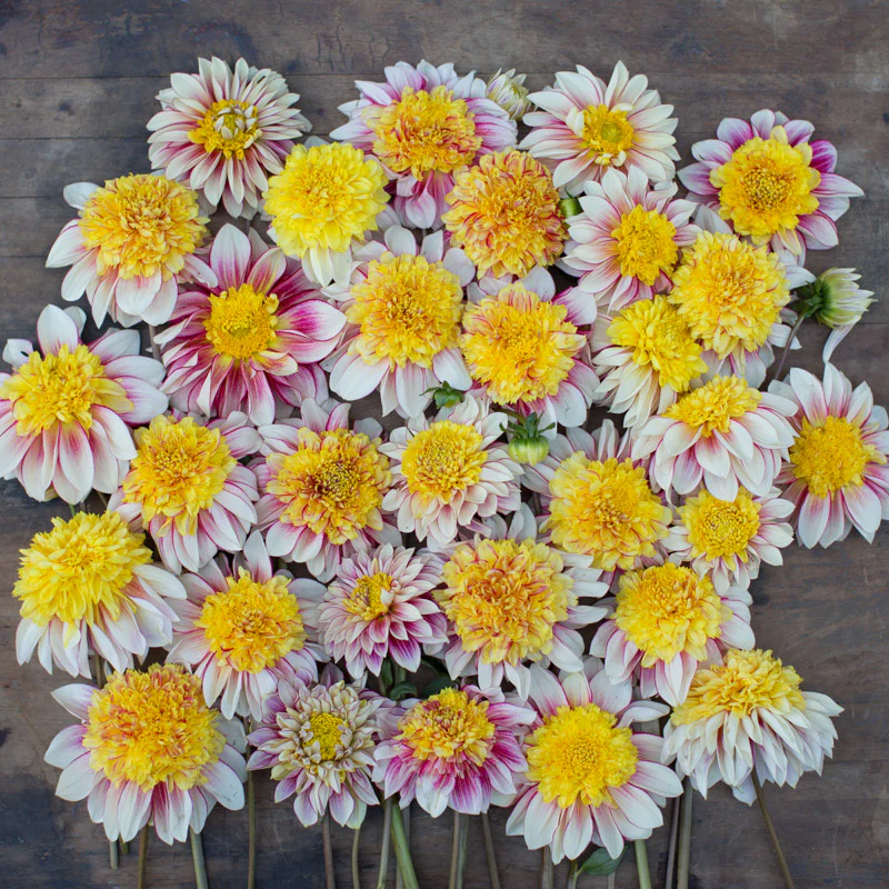 Dahlia Polka - Image 5