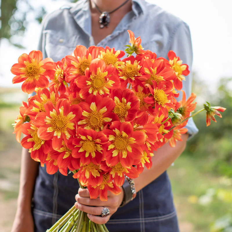 Dahlia Pooh