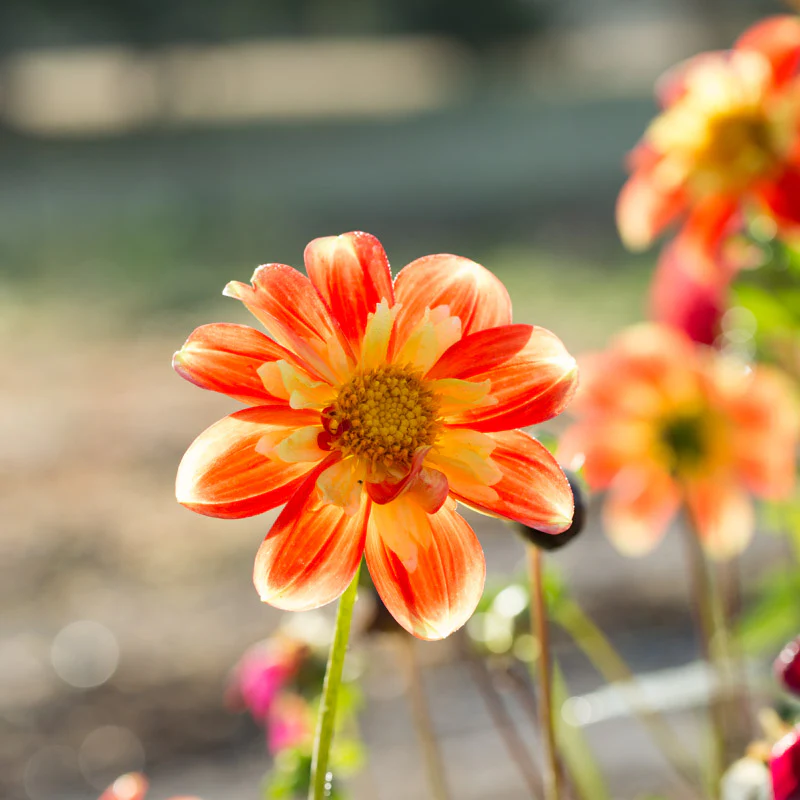 Dahlia Pooh - Image 2
