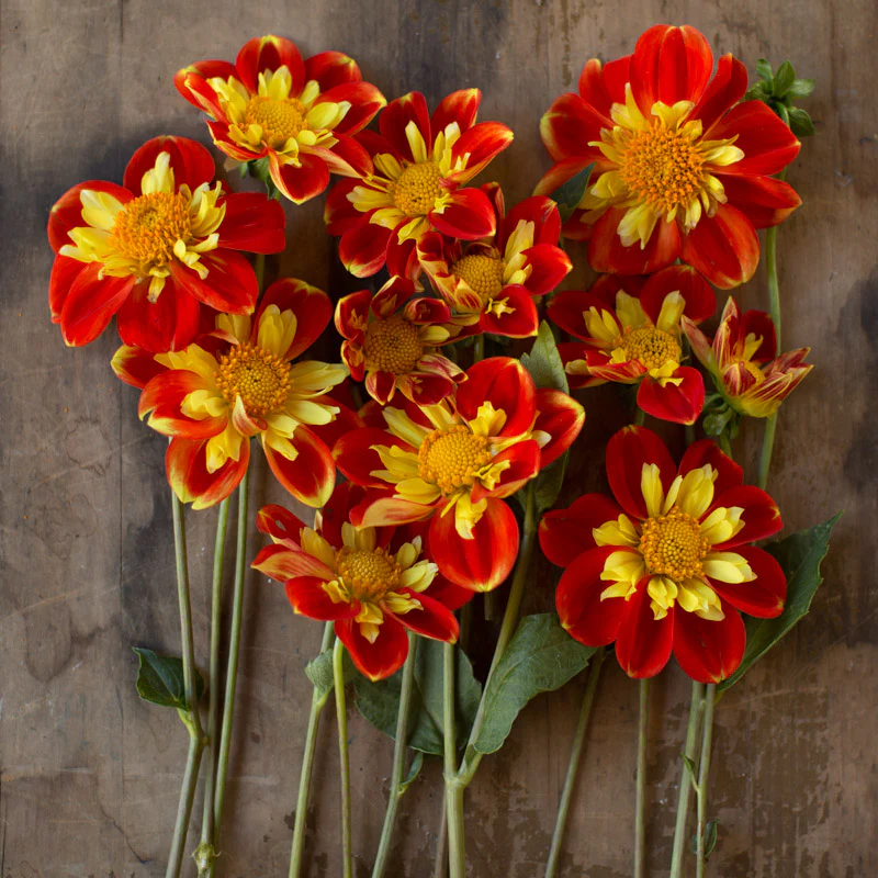 Dahlia Pooh - Image 3