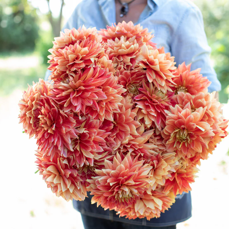 Dahlia Punkin Spice