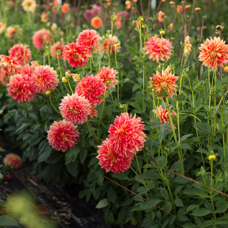 Dahlia Punkin Spice - Image 2