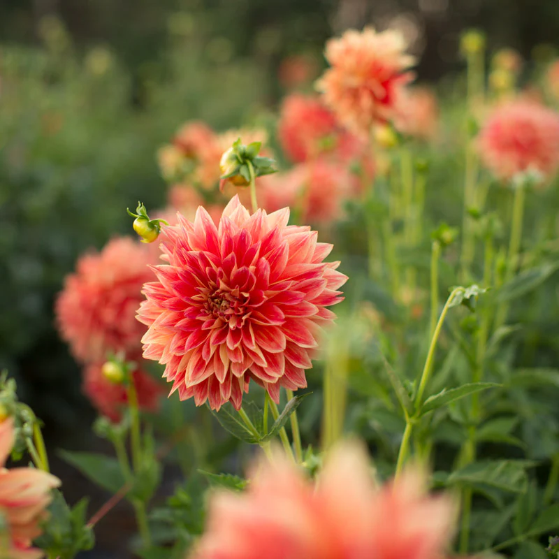 Dahlia Punkin Spice - Image 3