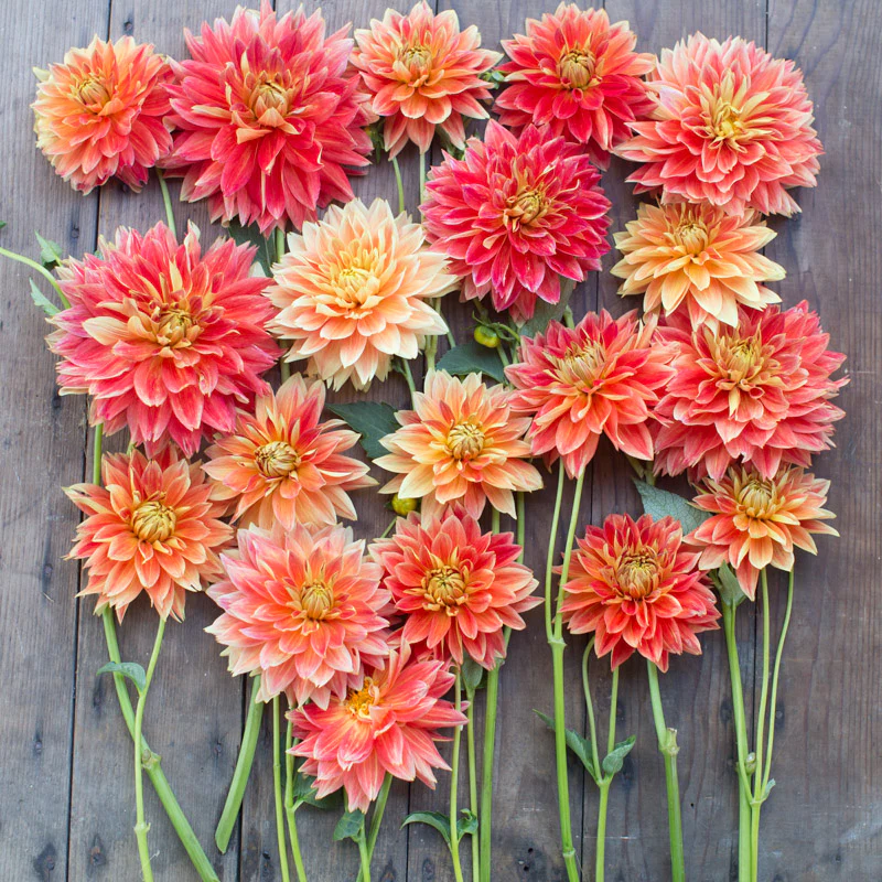 Dahlia Punkin Spice - Image 4