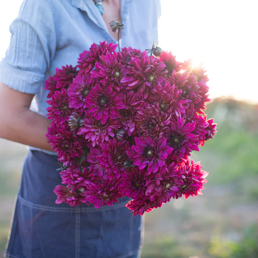 Dahlia Purple Haze