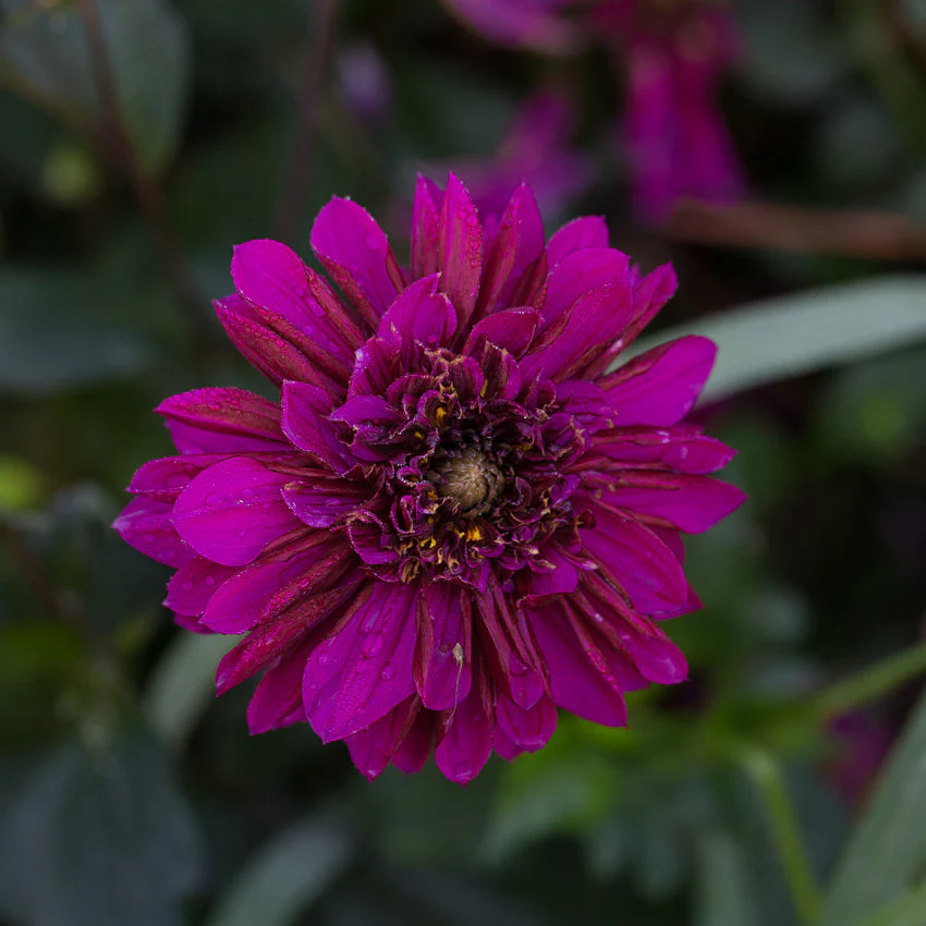 Dahlia Purple Haze - Image 2