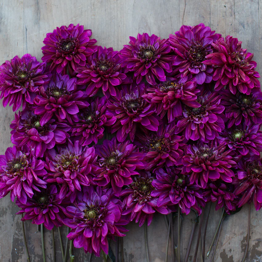 Dahlia Purple Haze - Image 3
