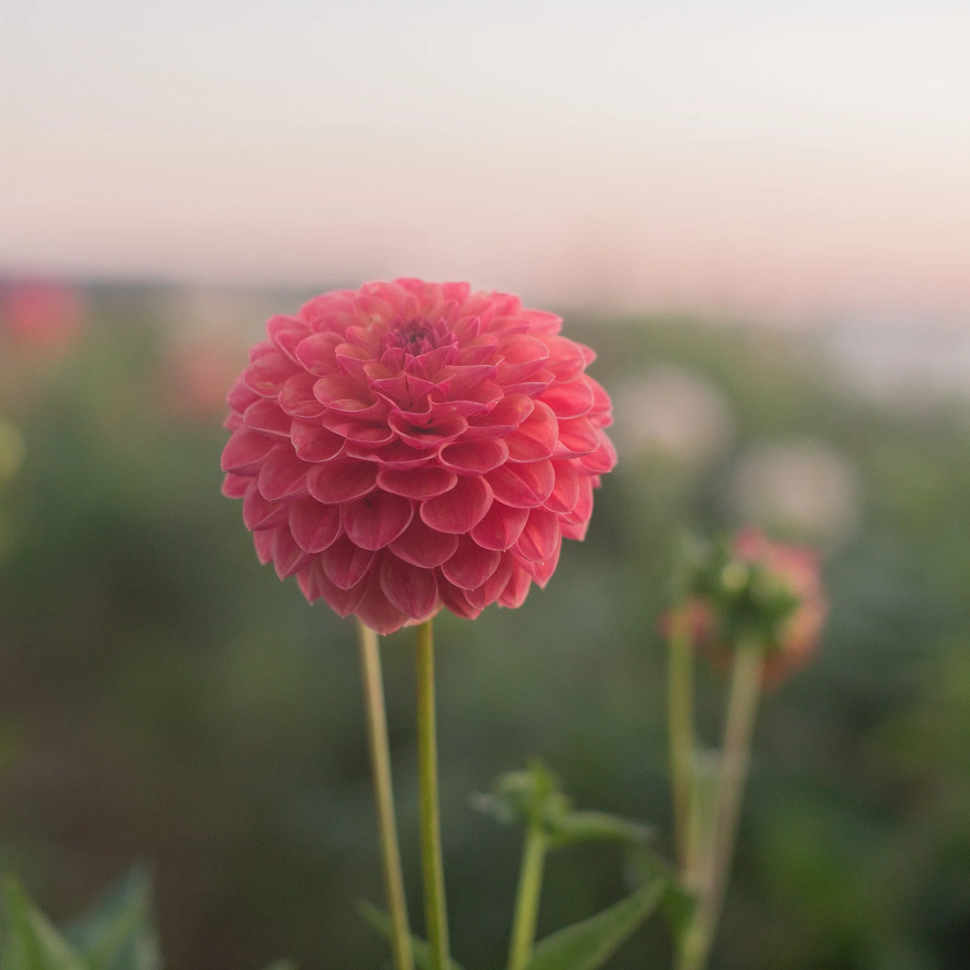 Dahlia Robin Hood - Image 2