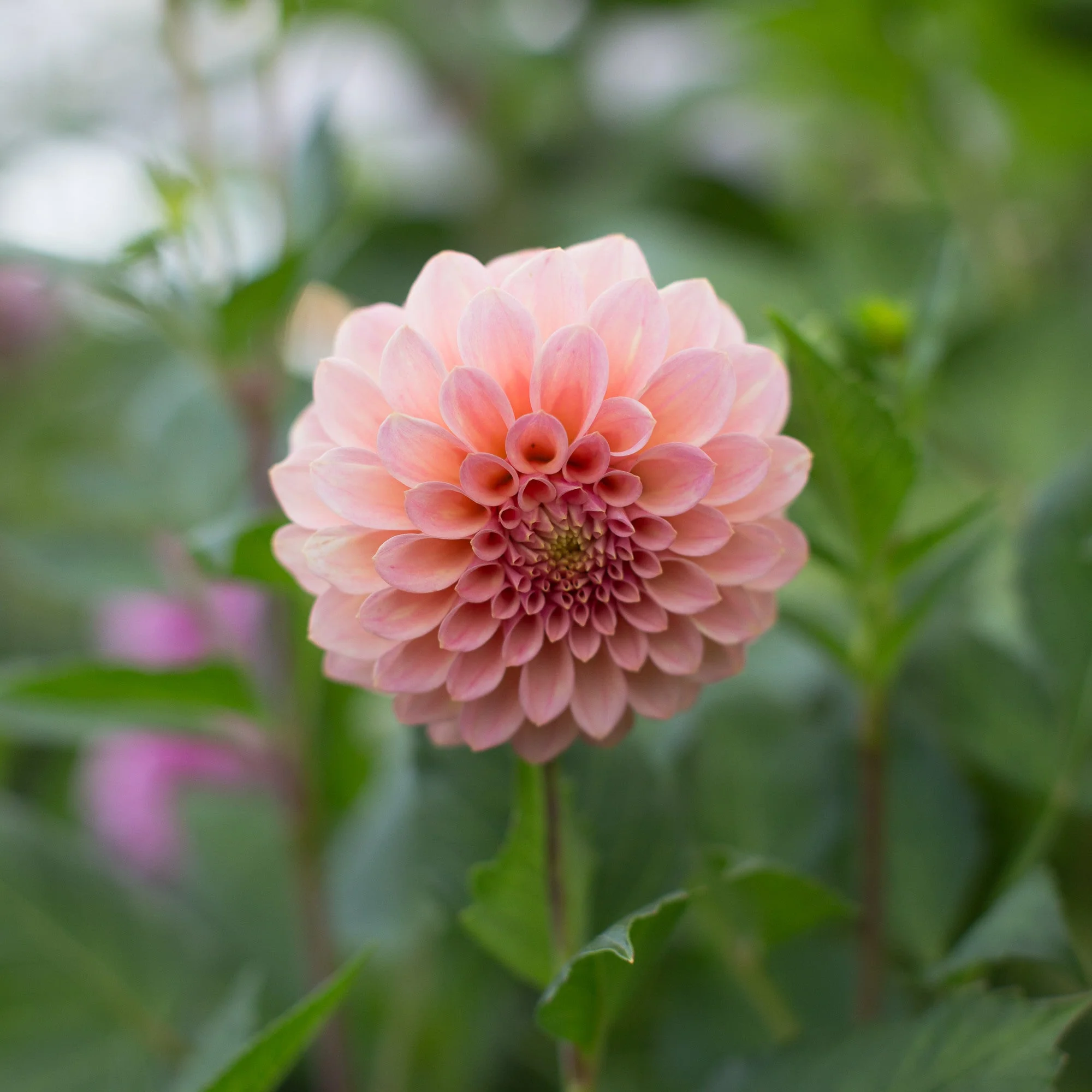 Dahlia Rock Run Ashley - Image 2