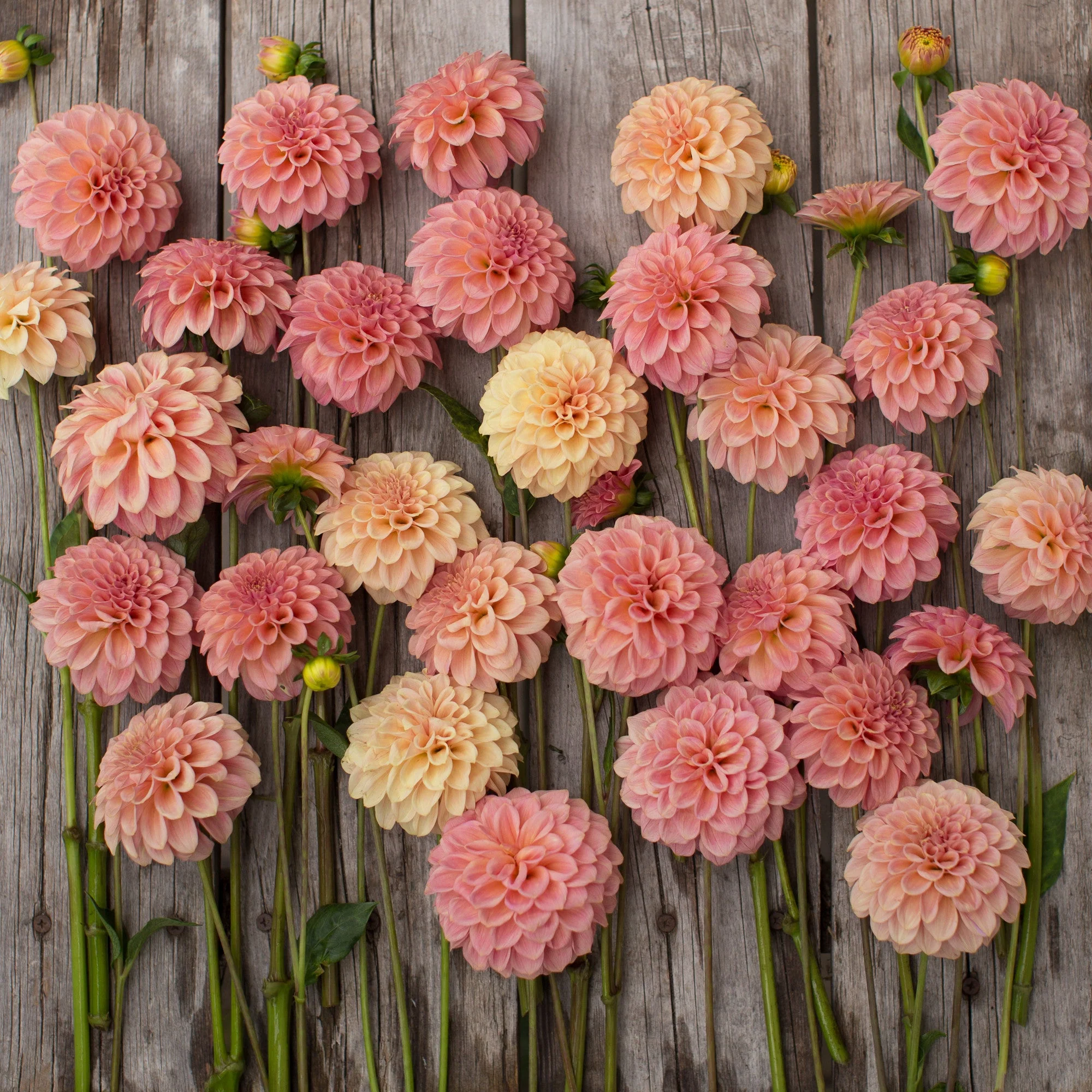 Dahlia Rock Run Ashley - Image 3
