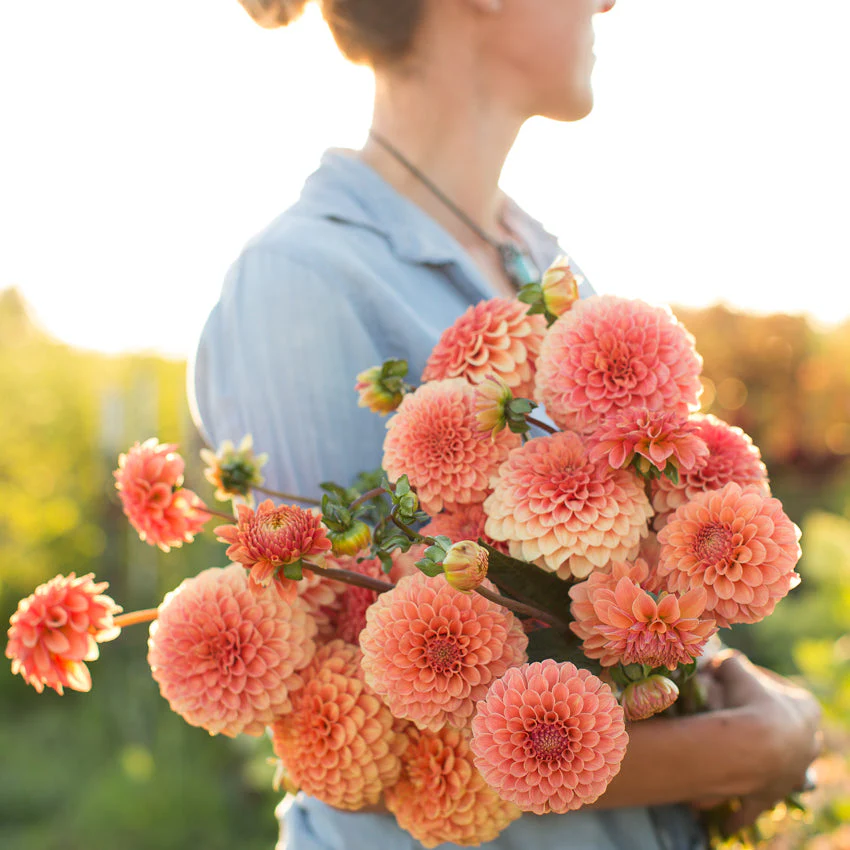 Dahlia Rose Toscano
