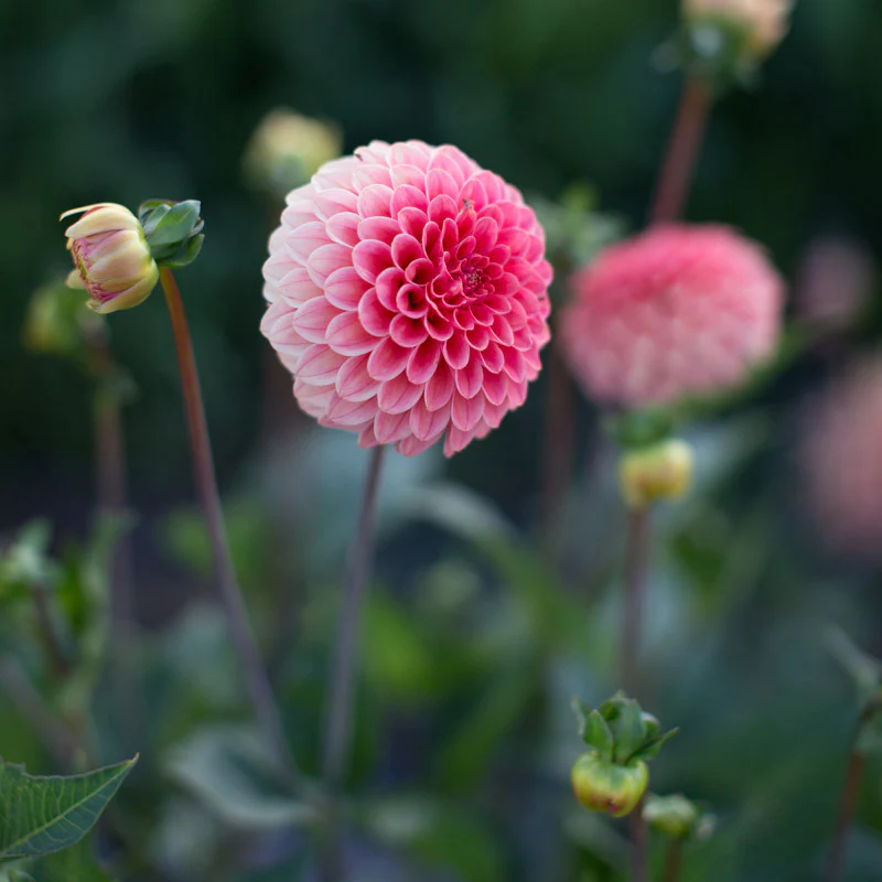 Dahlia Rose Toscano - Image 2