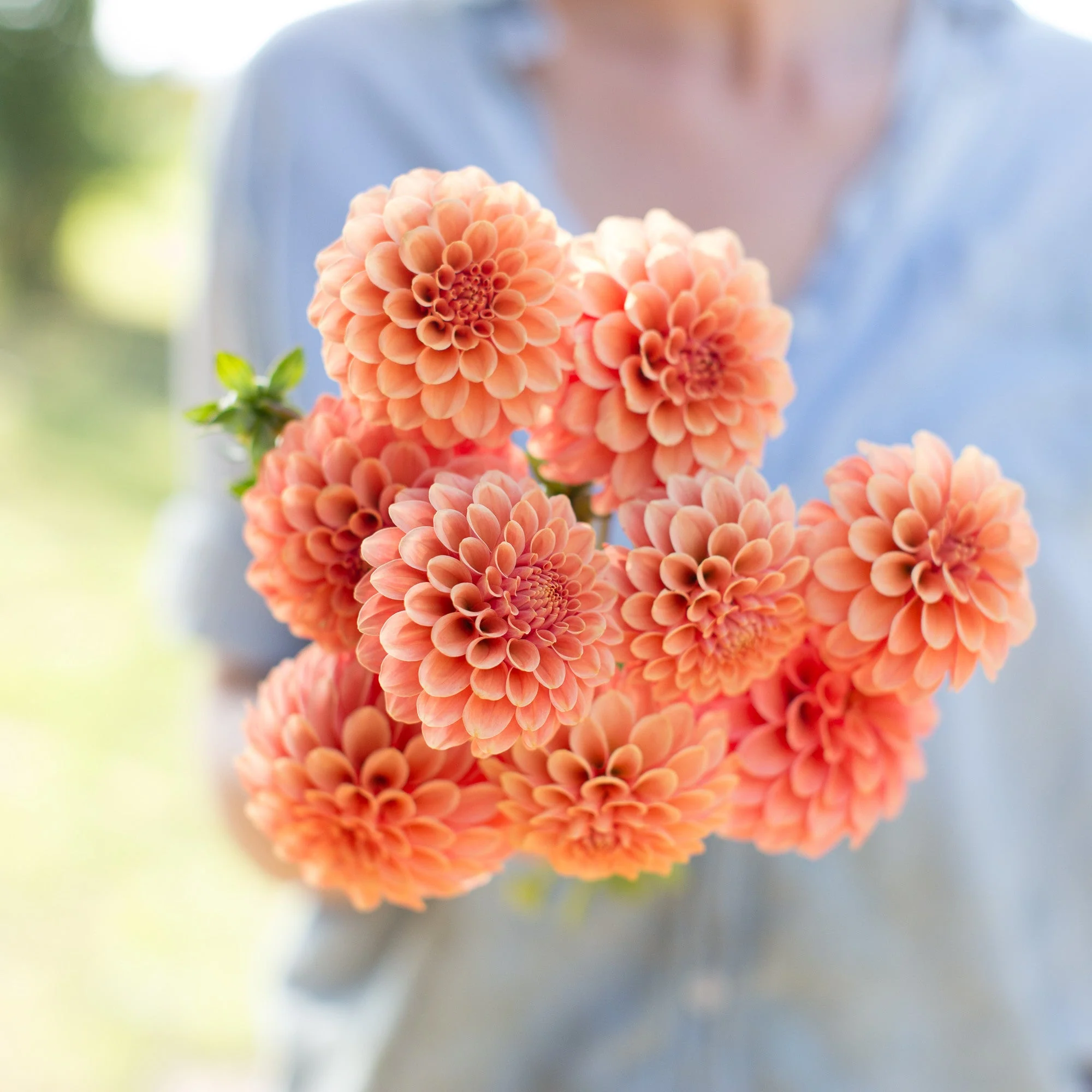 Dahlia Rose Toscano - Image 3