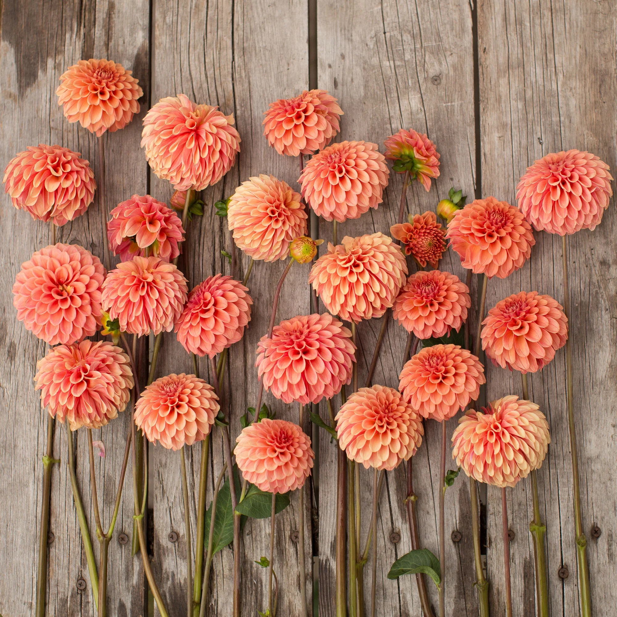 Dahlia Rose Toscano - Image 4