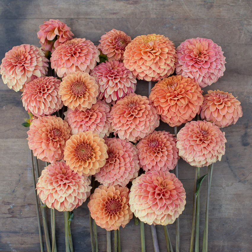 Dahlia Rose Toscano - Image 5