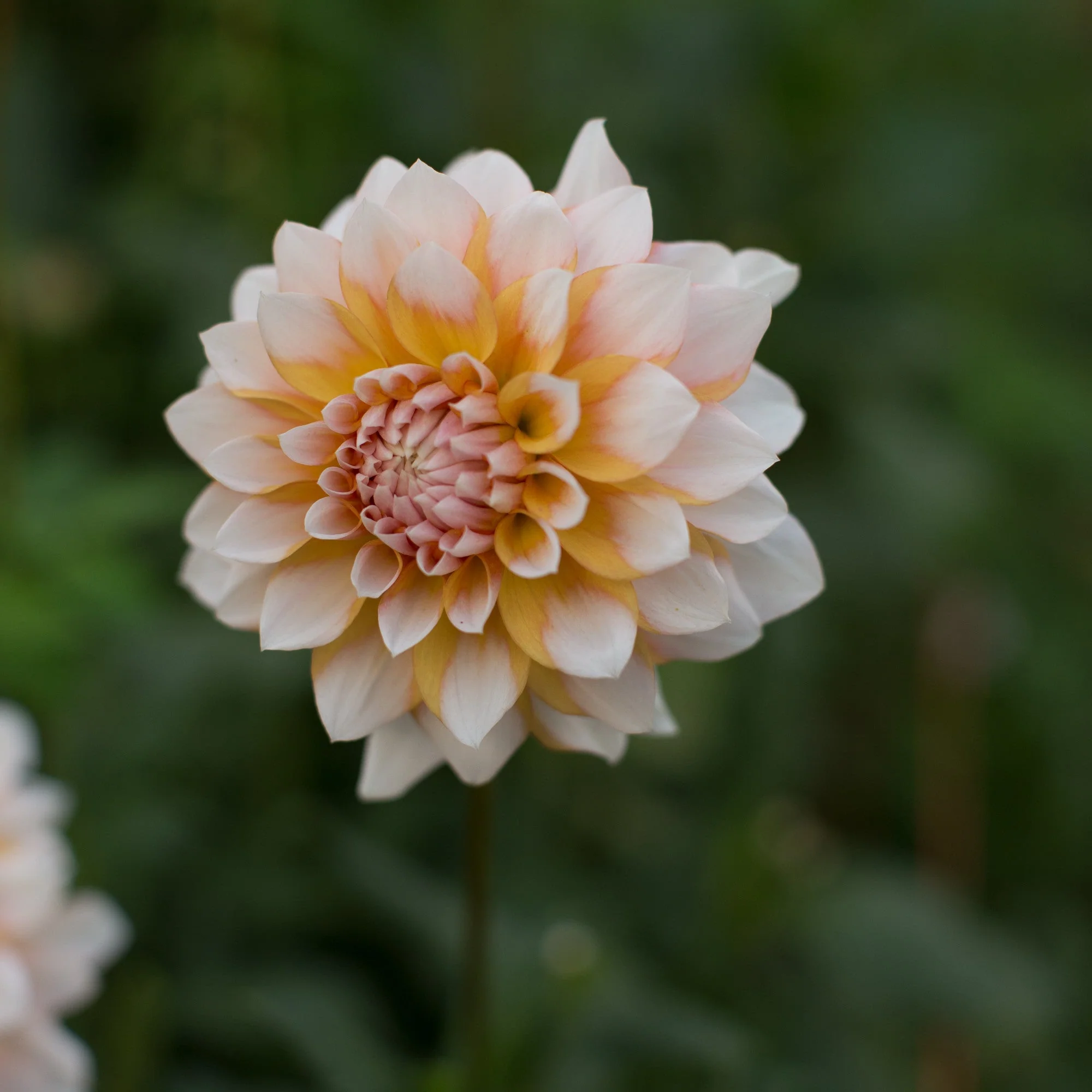 Dahlia Seattle - Image 2