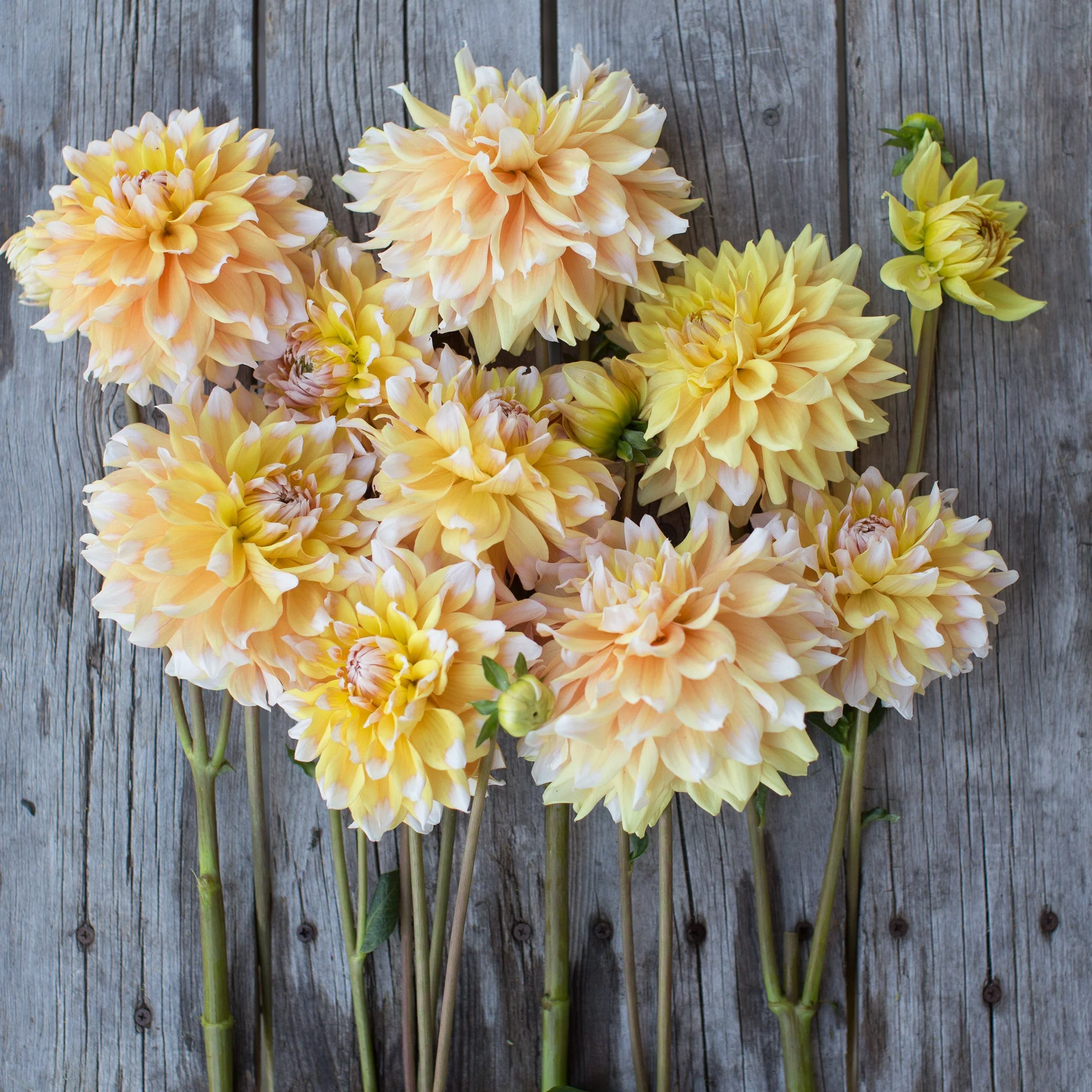 Dahlia Seattle - Image 3