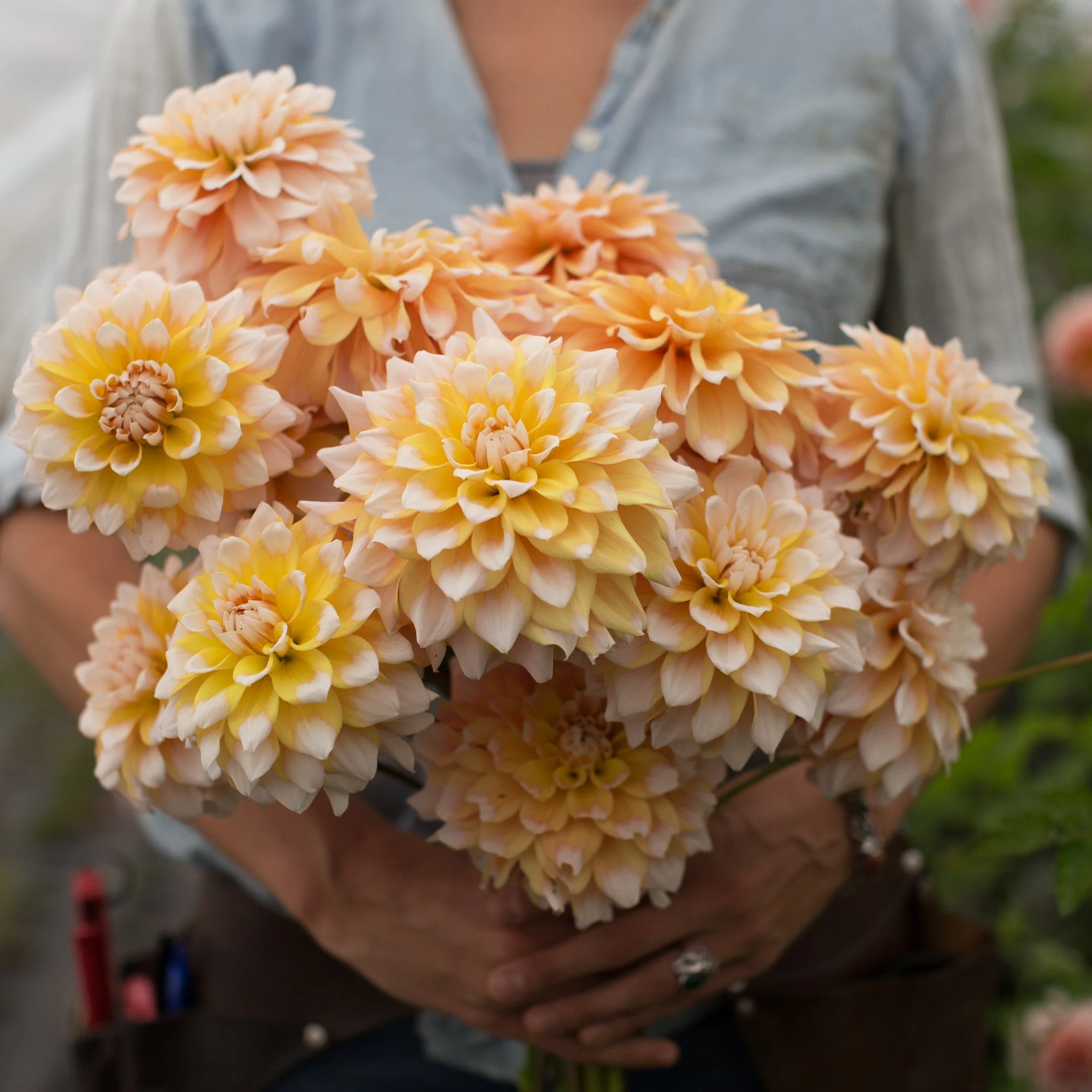 Dahlia Seattle - Image 4