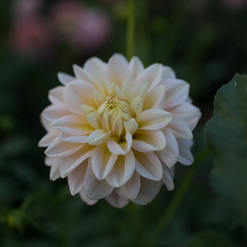 Dahlia Sheer Heaven - Image 2