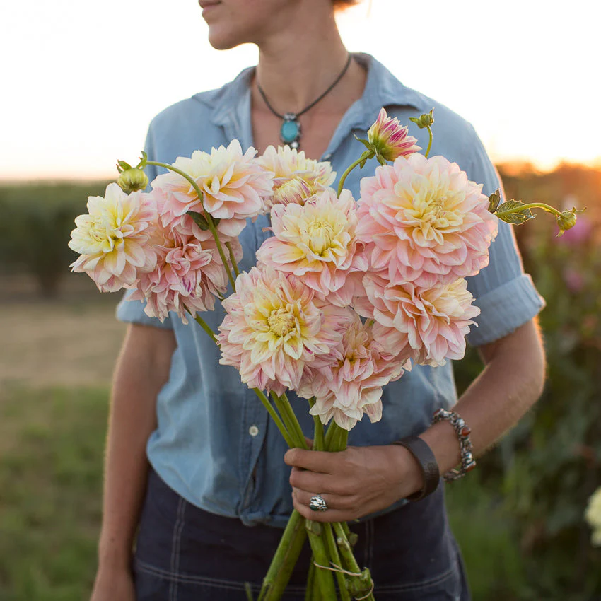 Dahlia Sheer Heaven - Image 3