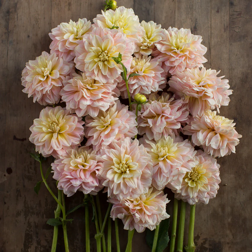 Dahlia Sheer Heaven - Image 4