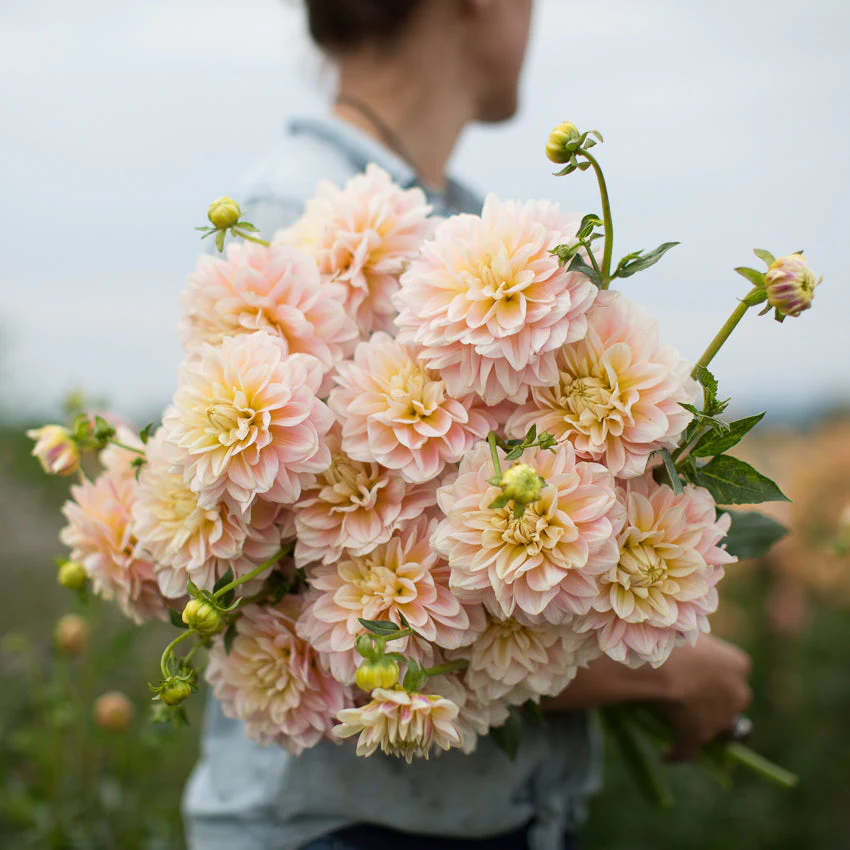 Dahlia Sheer Heaven - Image 5