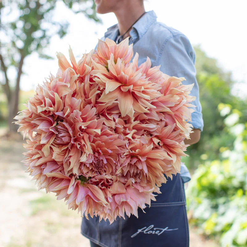 Dahlia Sherwood’s Peach