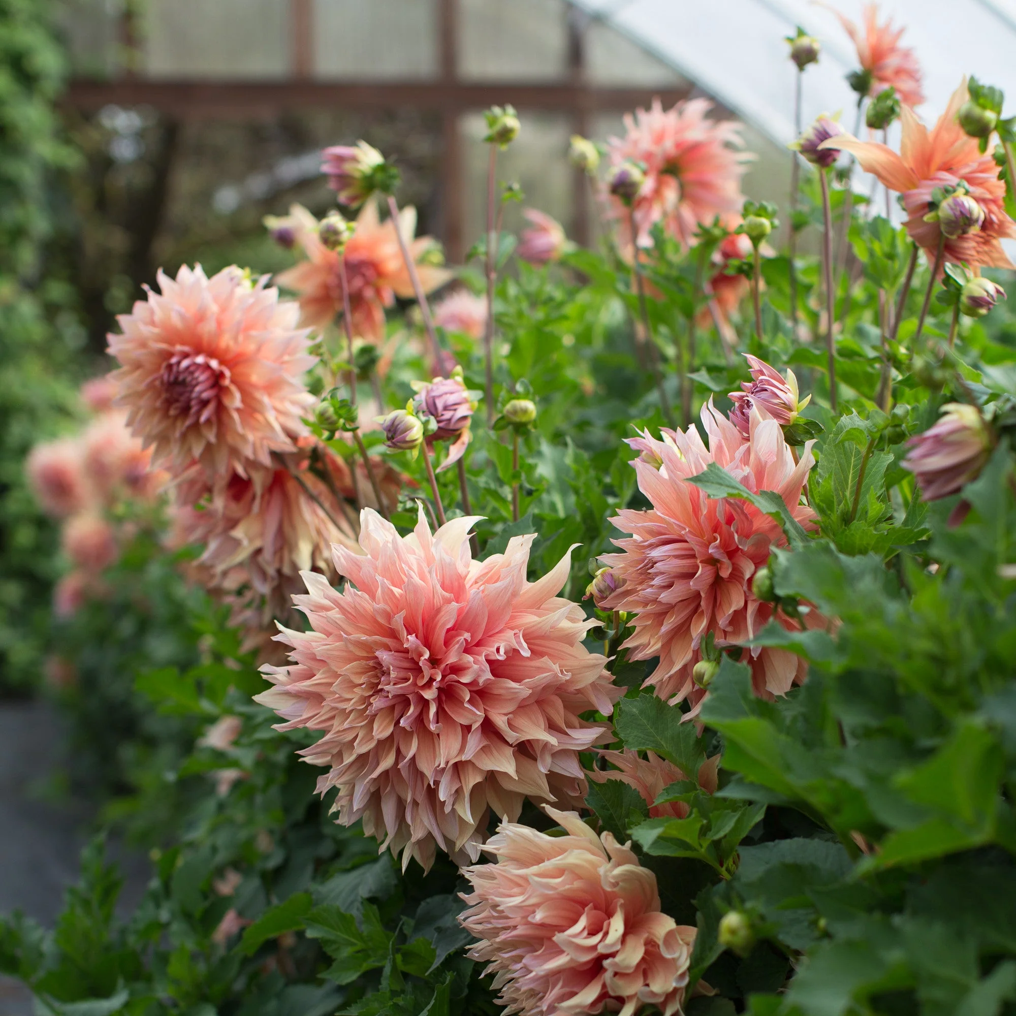 Dahlia Sherwood’s Peach - Image 2
