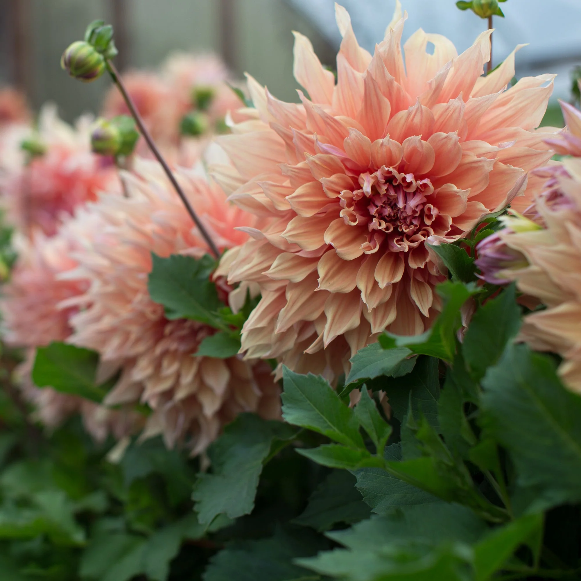 Dahlia Sherwood’s Peach - Image 3