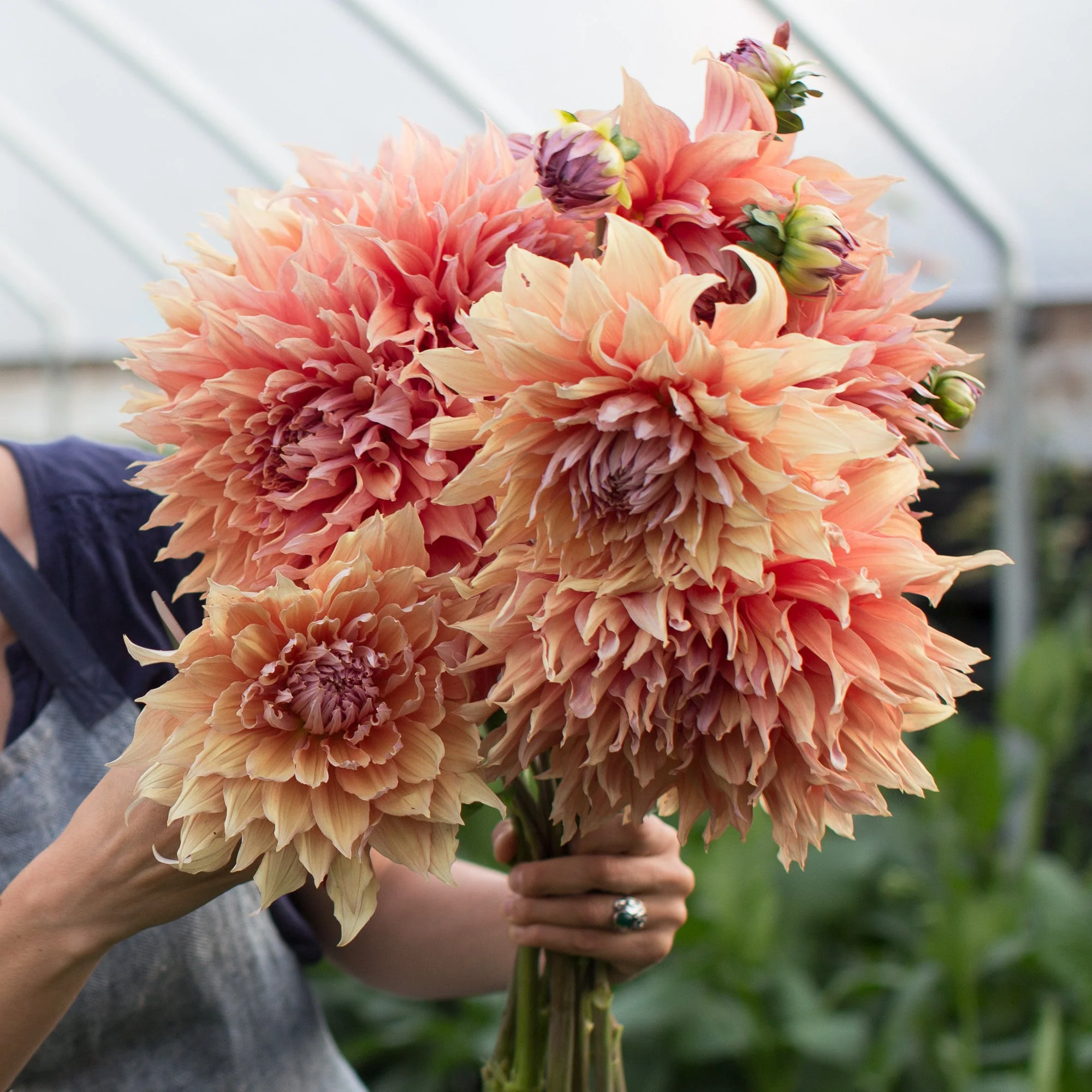 Dahlia Sherwood’s Peach - Image 4