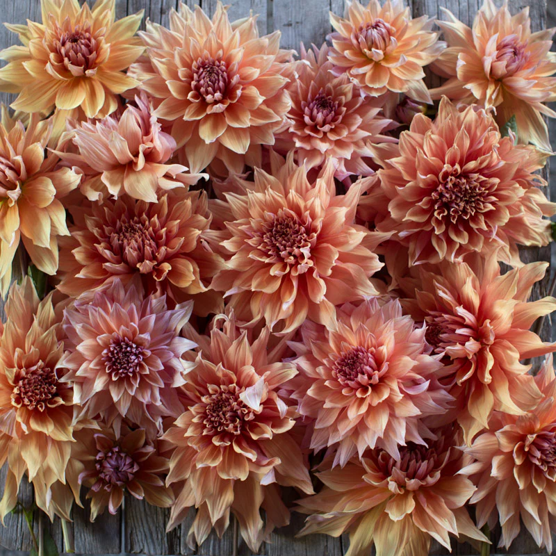 Dahlia Sherwood’s Peach - Image 5