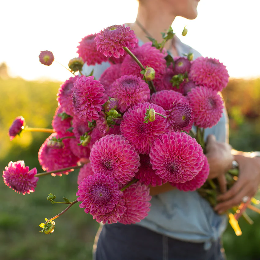 Dahlia Skipley Lois Jean