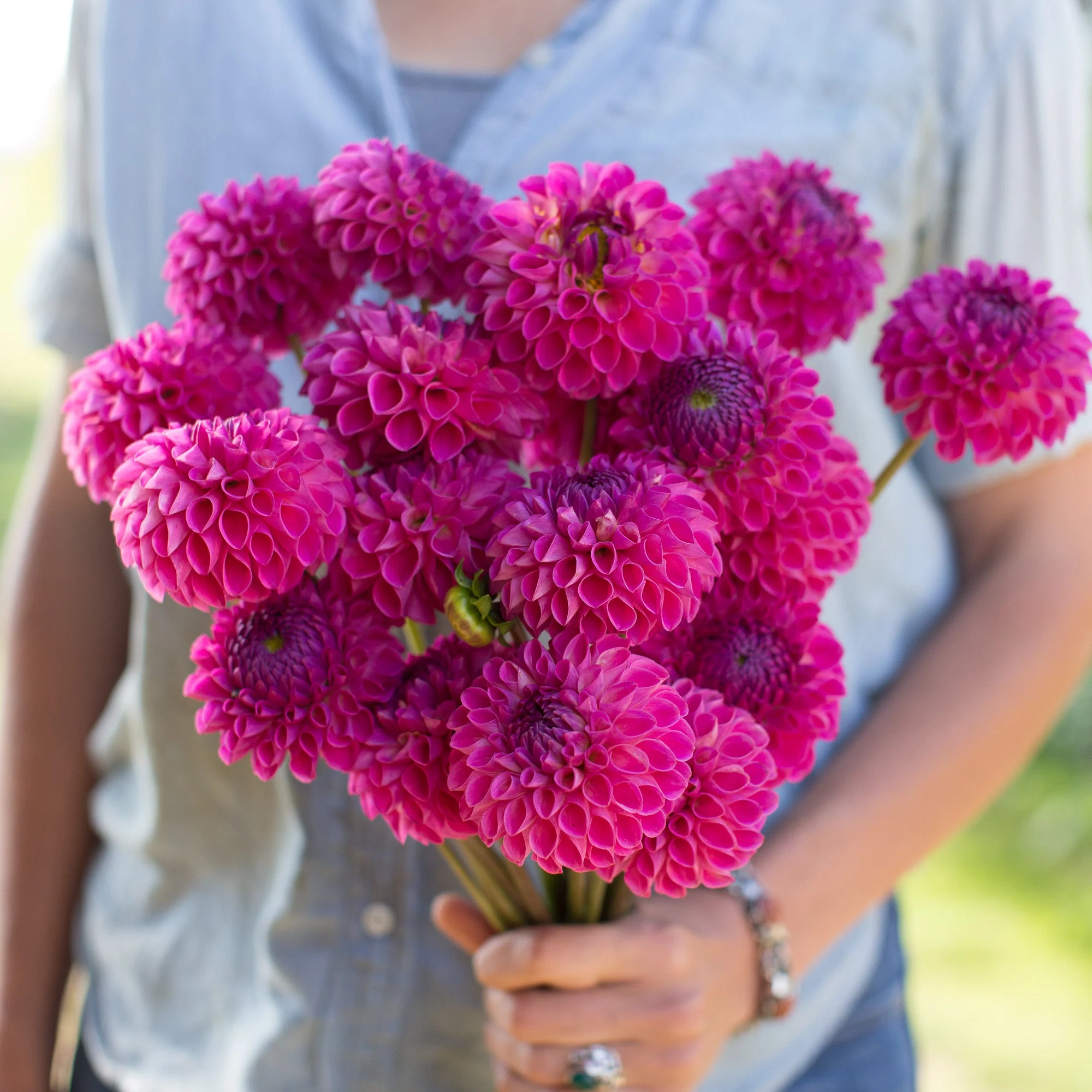 Dahlia Skipley Lois Jean - Image 3