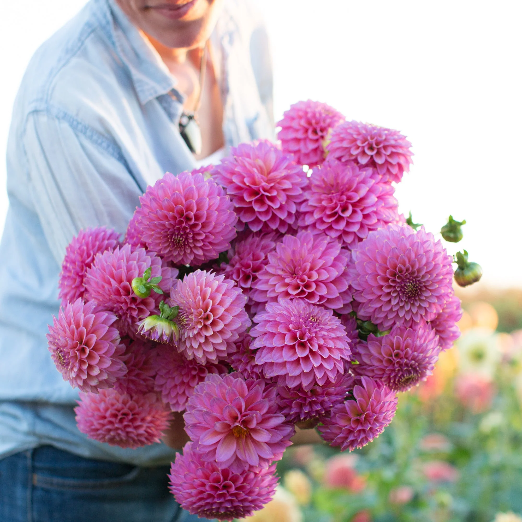 Dahlia Skipley Spot of Gold